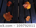 落葉秋天圖片素材 109792011