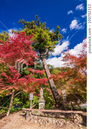 (Fukuroi City, Shizuoka Prefecture) The holy mountain of the eye, Yuzanji Temple, the main gate with beautiful autumn leaves 109792313
