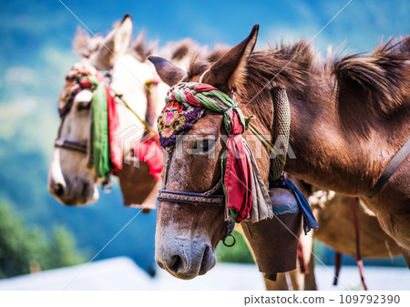 Horsese in Nepal 109792390