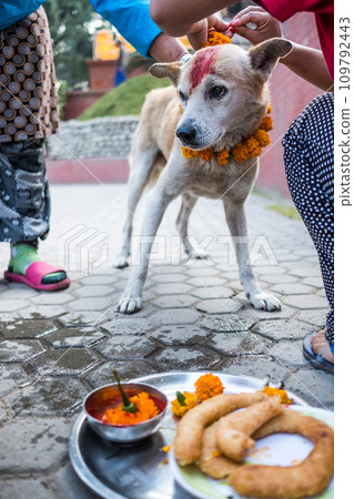 Womans hands adorn dog for the Kukur festival in Nepal 109792443