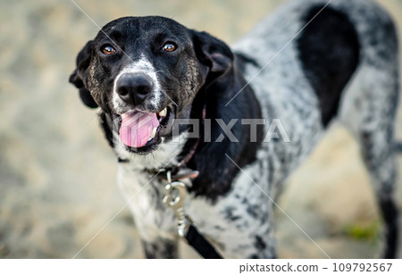 White-gray and black dog walking 109792567