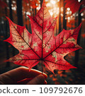 maple leaf in hand 109792676