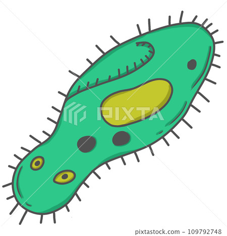 illustration of Paramecium illustration of Paramecium 109792748