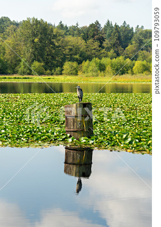 Grey heron sitting on a wooden booth in a nature reservation park 109793059