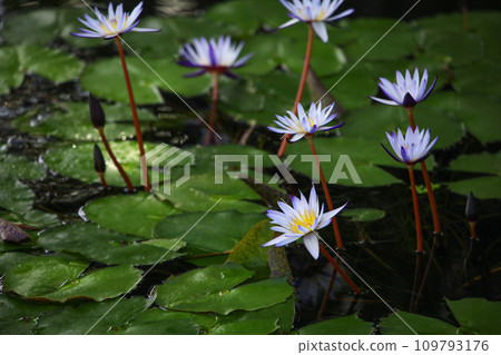 Cool blue and white water lily Nymphaea caerulea Cool blue and white water lily Nymphaea caerulea 109793176