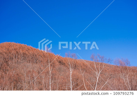 Winter blue sky and larch forest 109793276