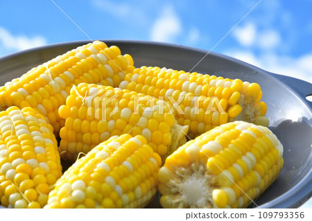 Corn 109793356