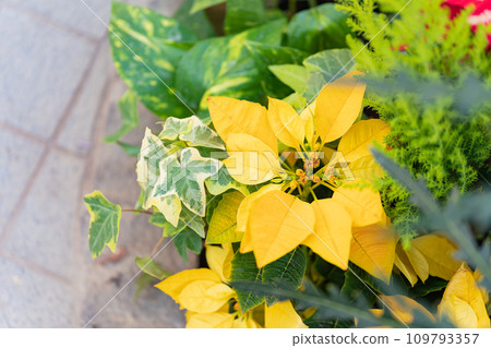 poinsettia christmas image 109793357