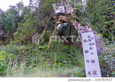 Kobo Daishi's cane Landscape of the Hokunoki tree Kobo Daishi's cane Landscape of the Hokunoki tree 109793437