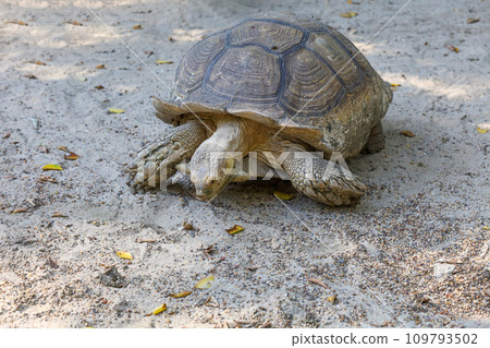 The big Sulcata tortoise is walking 109793502