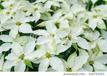 一品紅冬天形象 109793503