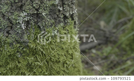 Beautiful green moss. Moss grows on the tree, beautiful background of moss. Leaf on Moss, autumn, forest, Nature,Wildlife Beautiful green moss. Moss grows on the tree, beautiful background of moss. Leaf on Moss, autumn, forest, Nature,Wildlife 109793521
