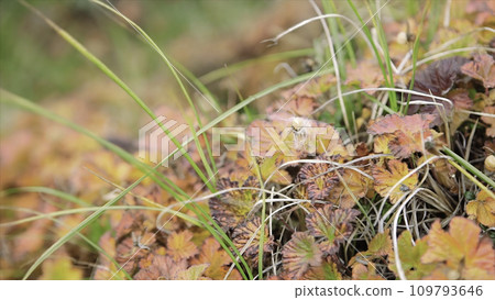 Field. Video. Flower field. Cosmos flower in a field. Field plants. 109793646
