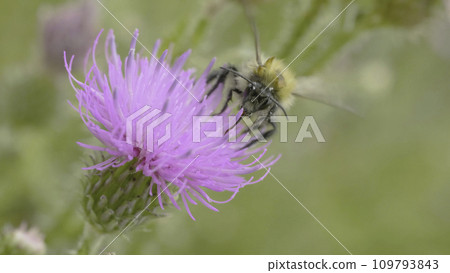A bee collecting nectar from purple cosmos flower, macro 109793843