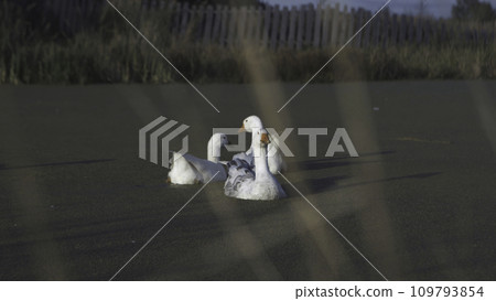 Three geese swimming in the green algae pond in the village, summer nature and wildlife concept. Stock footge. Beautiful domestic birds in green duckweed water surface. Three geese swimming in the green algae pond in the village, summer nature and wildlife concept. Stock footge. Beautiful domestic birds in green duckweed water surface. 109793854