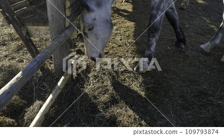 A close up of a horse as it eats hay. White horse eats 109793874