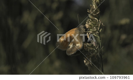 Beautiful butterfly feeding on a flower close up view. Motion. Macro view of a butterfly sitting on green flower against blurred background of green grass. Beautiful butterfly feeding on a flower close up view. Motion. Macro view of a butterfly sitting on green flower against blurred background of green grass. 109793961