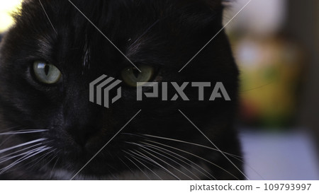 Domestic black and white cute cat with green eyes. Concept. Beautiful cat with smooth dark fur lying in the living room at home on blurred background. Domestic black and white cute cat with green eyes. Concept. Beautiful cat with smooth dark fur lying in the living room at home on blurred background. 109793997
