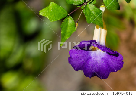 Kodachiyazu Kazura 109794015