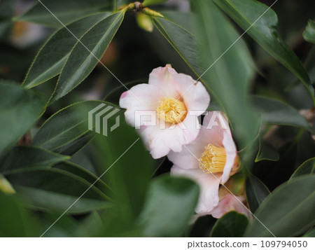 White camellia White camellia 109794050