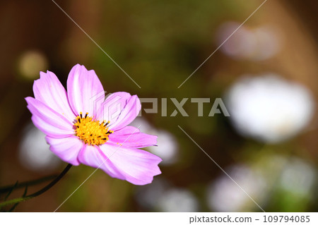 Cosmos (fall cherry) 109794085