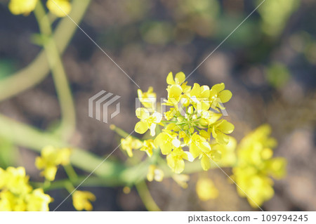 Komatsuna flowers blooming in the field Komatsuna flowers blooming in the field 109794245