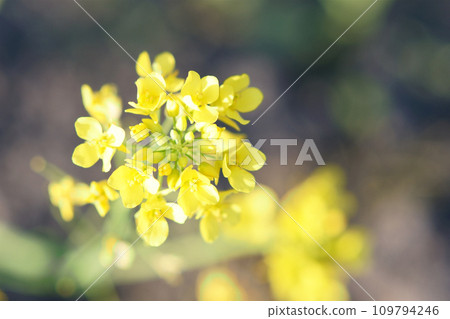 Komatsuna flowers blooming in the field Komatsuna flowers blooming in the field 109794246