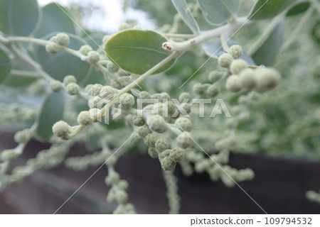 Rose of Sharon acacia Rose of Sharon acacia 109794532