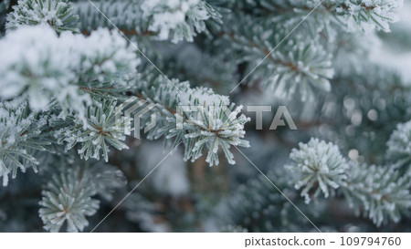 closeup shot of hoarfrost covered spruce tree branches closeup shot of hoarfrost covered spruce tree branches 109794760