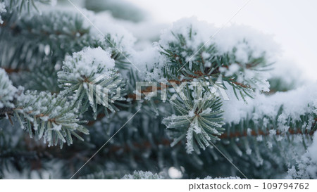 closeup shot of hoarfrost covered spruce tree branches closeup shot of hoarfrost covered spruce tree branches 109794762