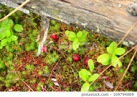 Vaccinium vitis-idaea in the forest Vaccinium vitis-idaea in the forest 109794869