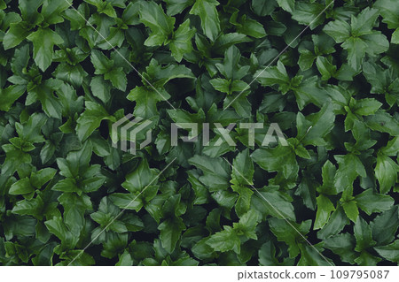 close up green leaf texture background close up green leaf texture background 109795087