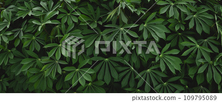 close up green cassava leaf texture background 109795089