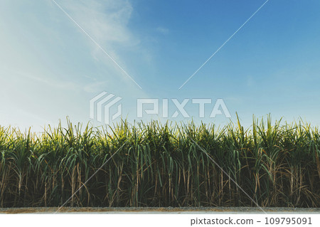 Sugarcane growing in the fields in sunrise 109795091