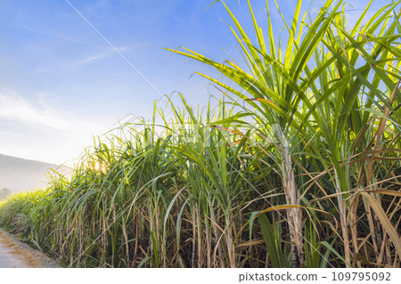 Sugarcane growing in the fields in sunrise 109795092