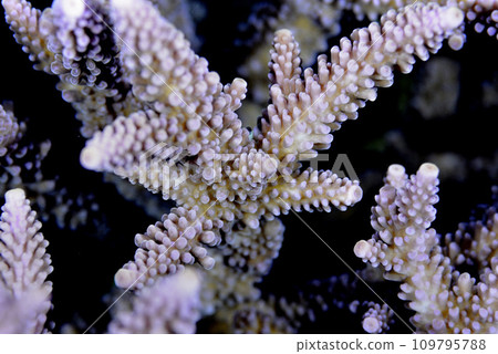 鹿角珊瑚分支部分的特寫 109795788
