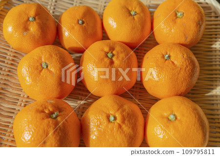 Oranges lined up in a colander 109795811