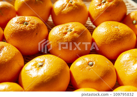 Mandarin oranges lined up to fill the screen Mandarin oranges lined up to fill the screen 109795832