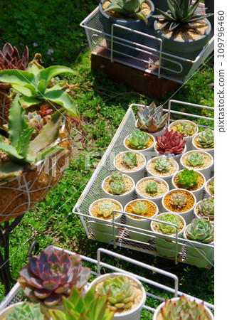 Succulent plants Succulent plants 109796460