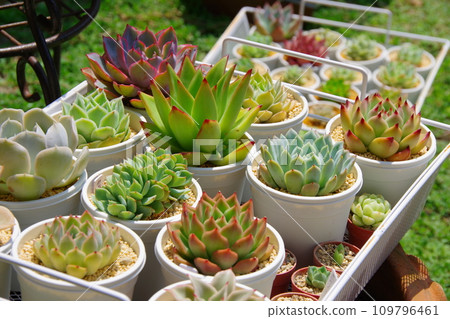 Succulent plants Succulent plants 109796461