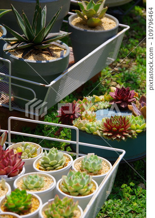 Succulent plants 109796464