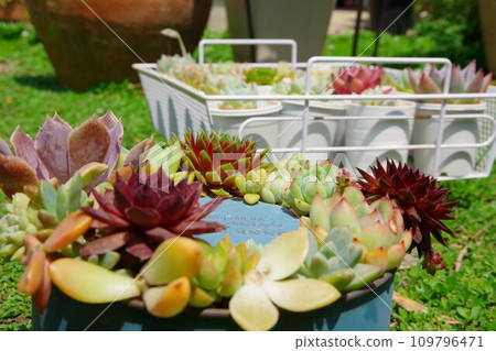 多汁植物 109796471