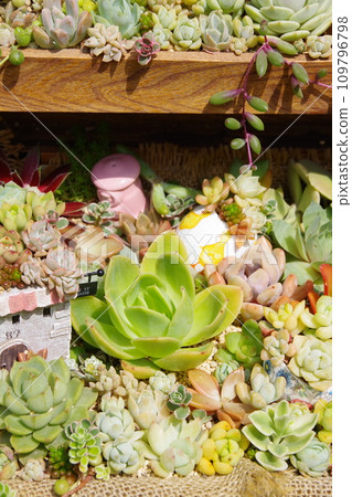 Planting succulent plants Planting succulent plants 109796798