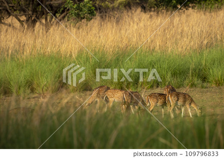wild spotted deer or chital or axis deer family or herd or group feeding or eating green grass in natural scenic background at ranthambore national park forest tiger reserve rajasthan india 109796833