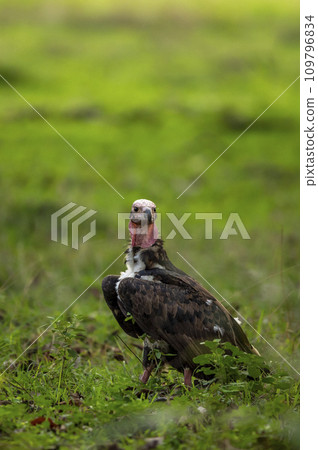 red headed vulture or sarcogyps calvus or Asian king or Indian black vulture in natural scenic green background during season safari at Bandhavgarh National Park tiger Reserve Madhya pradesh india red headed vulture or sarcogyps calvus or Asian king or Indian black vulture in natural scenic green background during season safari at Bandhavgarh National Park tiger Reserve Madhya pradesh india 109796834