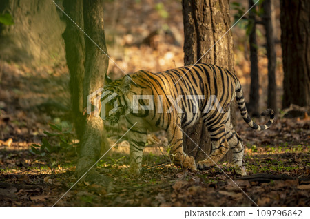 indian wild male bengal tiger or panthera tigris on stroll in morning safari for territory marking in natural scenic background at bandhavgarh national park forest reserve madhya pradesh india indian wild male bengal tiger or panthera tigris on stroll in morning safari for territory marking in natural scenic background at bandhavgarh national park forest reserve madhya pradesh india 109796842