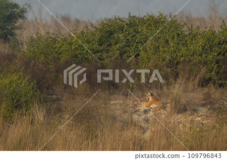 Indian wild female bengal tiger or panthera tigris resting in winter season sunlight during morning safari in terai region forest at dhikala zone of jim corbett national park reserve uttarakhand india Indian wild female bengal tiger or panthera tigris resting in winter season sunlight during morning safari in terai region forest at dhikala zone of jim corbett national park reserve uttarakhand india 109796843