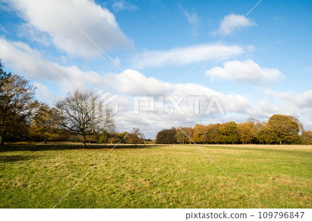 倫敦郊區里士滿公園的藍天下有一座寬敞的公園，雲彩和秋天的樹木 109796847