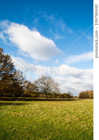 A spacious park under a blue sky with clouds and trees in autumn colors at Richmond Park on the outskirts of London 109796848