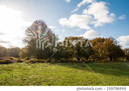 倫敦郊區的里士滿公園裡有一個寬敞的公園和樹木，明媚的陽光下有秋葉，藍天上飄著雲彩 109796849